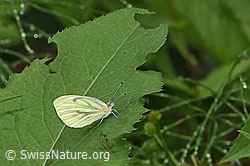 Rapsweissling (Pieris napi) (F217460) Rapsweissling (Pieris napi) (F217460)