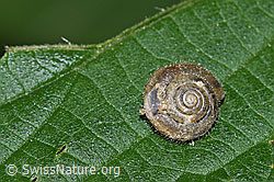 Foto: Seidenhaarschnecke (Trochulus sericeus)