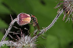 Foto: Gemeine Schauzenschwebfliege (Rhingia campestris) an Bach-Nelkenwurz (Geum rivale)