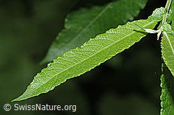 Grau-Weide (Salix cinerea) (F217531) Grau-Weide (Salix cinerea) (F217531)
