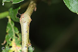 Grau-Weide (Salix cinerea) (F217536) Grau-Weide (Salix cinerea) (F217536)
