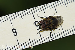 Graugelbe Polsterfliege (Pollenia rudis) (F217542) Graugelbe Polsterfliege (Pollenia rudis) (F217542)