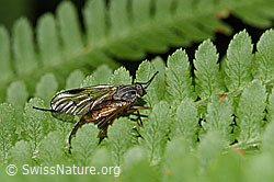 Gemeine Schnepfenfliege (Rhagio scolopaceus) (F217567) Gemeine Schnepfenfliege (Rhagio scolopaceus) (F217567)