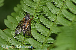 Gemeine Schnepfenfliege (Rhagio scolopaceus) (F217569) Gemeine Schnepfenfliege (Rhagio scolopaceus) (F217569)
