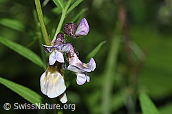 Foto: Gewöhnliche Vogelwicke (Vicia cracca)