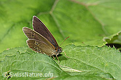 F217690: Brauner Waldvogel (Aphantopus hyperantus)