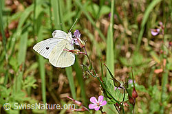 Rapsweissling (Pieris napi) an Ruprechtskraut (Geranium robertianum) (F217694) Rapsweissling (Pieris napi) an Ruprechtskraut (Geranium robertianum) (F217694)