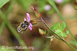 Honigbiene (Apis mellifera) an Ruprechtskraut (Geranium robertianum) (F217702) Honigbiene (Apis mellifera) an Ruprechtskraut (Geranium robertianum) (F217702)