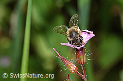 Honigbiene (Apis mellifera) an Ruprechtskraut (Geranium robertianum) (F217707) Honigbiene (Apis mellifera) an Ruprechtskraut (Geranium robertianum) (F217707)