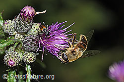 Mistbiene (Eristalis tenax) an Sumpf-Kratzdistel (Cirsium palustre) (F218772) Mistbiene (Eristalis tenax) an Sumpf-Kratzdistel (Cirsium palustre) (F218772)