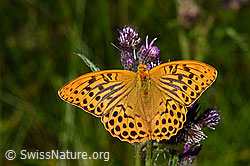 Kaisermantel (Argynnis paphia) auf Sumpf-Kratzdistel (Cirsium palustre) (F218789) Kaisermantel (Argynnis paphia) auf Sumpf-Kratzdistel (Cirsium palustre) (F218789)