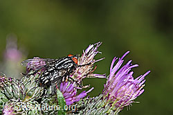 Graue Fleischfliege (Sarcophaga carnaria)