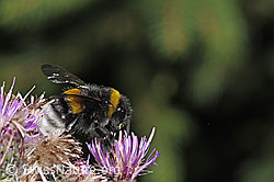 Dunkle Erdhummel (Bombus terrestris) an Sumpf-Kratzdistel (Cirsium palustre) (F218811) Dunkle Erdhummel (Bombus terrestris) an Sumpf-Kratzdistel (Cirsium palustre) (F218811)