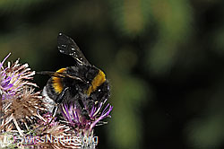 Dunkle Erdhummel (Bombus terrestris) an Sumpf-Kratzdistel (Cirsium palustre) (F218812) Dunkle Erdhummel (Bombus terrestris) an Sumpf-Kratzdistel (Cirsium palustre) (F218812)