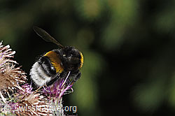 Dunkle Erdhummel (Bombus terrestris) an Sumpf-Kratzdistel (Cirsium palustre) (F218813) Dunkle Erdhummel (Bombus terrestris) an Sumpf-Kratzdistel (Cirsium palustre) (F218813)