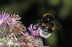 Dunkle Erdhummel (Bombus terrestris) an Sumpf-Kratzdistel (Cirsium palustre) (F218814) Dunkle Erdhummel (Bombus terrestris) an Sumpf-Kratzdistel (Cirsium palustre) (F218814)
