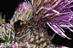 Rote Weichwanze (Deraeocoris ruber)