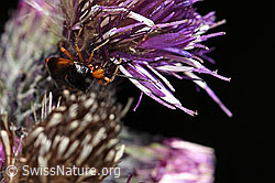 Rote Weichwanze (Deraeocoris ruber) an Sumpf-Kratzdistel (Cirsium palustre) (F218825) Rote Weichwanze (Deraeocoris ruber) an Sumpf-Kratzdistel (Cirsium palustre) (F218825)