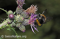 Dunkle Erdhummel (Bombus terrestris) an Sumpf-Kratzdistel (Cirsium palustre) (F218829) Dunkle Erdhummel (Bombus terrestris) an Sumpf-Kratzdistel (Cirsium palustre) (F218829)