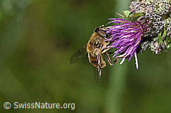 Mistbiene (Eristalis tenax) an Sumpf-Kratzdistel (Cirsium palustre) (F218834) Mistbiene (Eristalis tenax) an Sumpf-Kratzdistel (Cirsium palustre) (F218834)