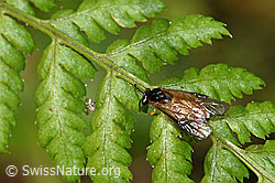 Athalia circularis (Echte Blattwespe) (F218885) Athalia circularis (Echte Blattwespe) (F218885)