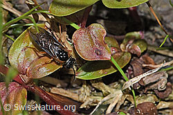 Monostegia abdominalis (Echte Blattwespe) (F218907)