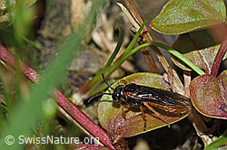 Monostegia abdominalis (Echte Blattwespe) (F218911)