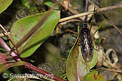 Monostegia abdominalis (Echte Blattwespe) (F218913)
