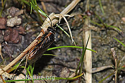 Monostegia abdominalis (Echte Blattwespe) (F218915)