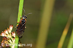 Monostegia abdominalis (Echte Blattwespe) (F218919)