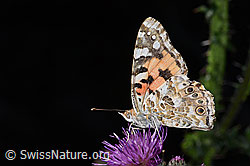 Distelfalter (Vanessa cardui) auf Sumpf-Kratzdistel (Cirsium palustre) (03.07.2022, F218932)