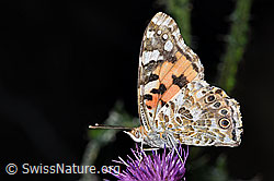 Distelfalter (Vanessa cardui) auf Sumpf-Kratzdistel (Cirsium palustre) (F218935) Distelfalter (Vanessa cardui) auf Sumpf-Kratzdistel (Cirsium palustre) (F218935)