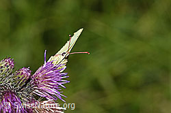 Zitronenfalter (Gonepteryx rhamni) an Sumpf-Kratzdistel (Cirsium palustre) (F218943) Zitronenfalter (Gonepteryx rhamni) an Sumpf-Kratzdistel (Cirsium palustre) (F218943)