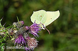 Zitronenfalter (Gonepteryx rhamni) an Sumpf-Kratzdistel (Cirsium palustre) (F218944) Zitronenfalter (Gonepteryx rhamni) an Sumpf-Kratzdistel (Cirsium palustre) (F218944)