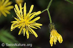 Sumpf-Pippau (Crepis paludosa) (F219069) Sumpf-Pippau (Crepis paludosa) (F219069)