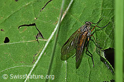 Foto: Rhagio notatus (Schnepfenfliege)