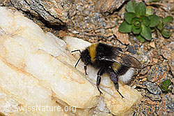 Foto: Heide-Erdhummel (Bombus cryptarum)
