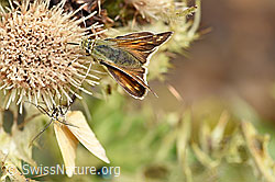 Weissfleckiger Kommafalter (Hesperia comma) an Alpen-Kratzdistel (Cirsium spinosissimum) (F224564) Weissfleckiger Kommafalter (Hesperia comma) an Alpen-Kratzdistel (Cirsium spinosissimum) (F224564)