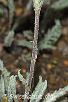 F224600: Zwerg-Schafgarbe (Achillea nana)