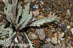 F224601: Zwerg-Schafgarbe (Achillea nana)
