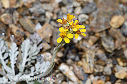Graues Greiskraut (Senecio incanus) (F224604) Graues Greiskraut (Senecio incanus) (F224604)