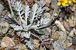 Graues Greiskraut (Senecio incanus) (F224605) Graues Greiskraut (Senecio incanus) (F224605)