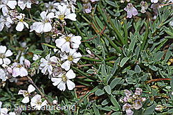 F224611: Kriechendes Gipskraut (Gypsophila repens)