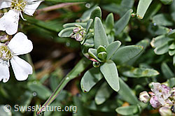 F224614: Kriechendes Gipskraut (Gypsophila repens)