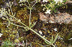 Foto: Ungleichblättriges Labkraut (Galium anisophyllon)