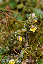 F224672: Zwerg-Augentrost (Euphrasia minima)