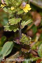 F224674: Zwerg-Augentrost (Euphrasia minima)