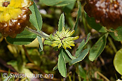 Braun-Klee (Trifolium badium) (F224689) Braun-Klee (Trifolium badium) (F224689)