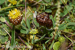 Braun-Klee (Trifolium badium) (F224690) Braun-Klee (Trifolium badium) (F224690)
