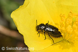 Dasytes obscurus (Wollhaarkäfer) auf Blume (F224693) Dasytes obscurus (Wollhaarkäfer) auf Blume (F224693)